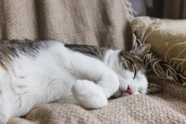 Niedliche Junge Hauskatze Schläft Auf Weichem Kuscheligem Bett Herbst Oder — Stockfoto