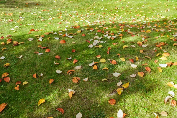 Atumn red and yellow fallen leaves on green grass. Sunny landscape in bright sunlight with shadow. Gardening during fall season. Cleaning lawn from leaves