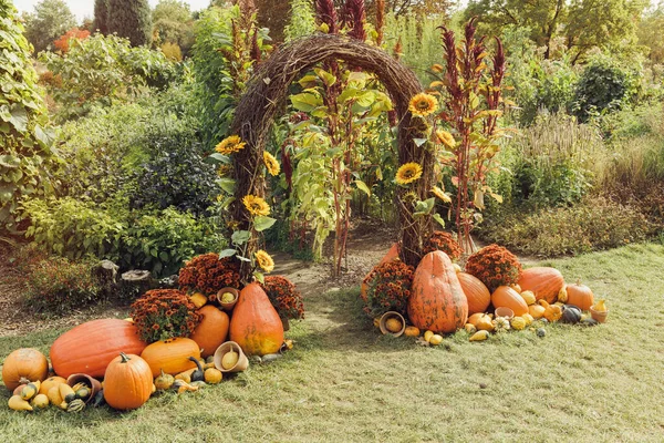 Pumpkins Halloween garden decoration and autumn chrysanthemum flowers. Entrance labyrinth at fest. Selective focus. Halloween and Thanksgiving natural DIY decoration for home and celebration concept