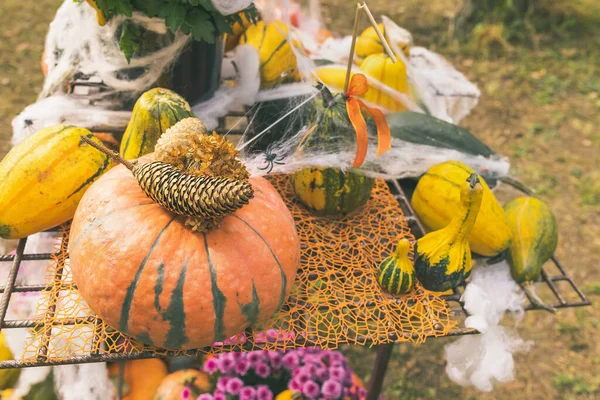 Pumpkins Halloween garden decor with flowers, web and pine cones. Close up, selective focus. Halloween and Thanksgiving natural DIY decoration for home and celebration concept