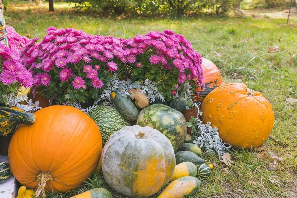 Pumpkins Halloween garden decoration with autumn chrysanthemum flowers and pine cones. Close up, selective focus. Halloween and Thanksgiving natural DIY decoration for home and celebration concept
