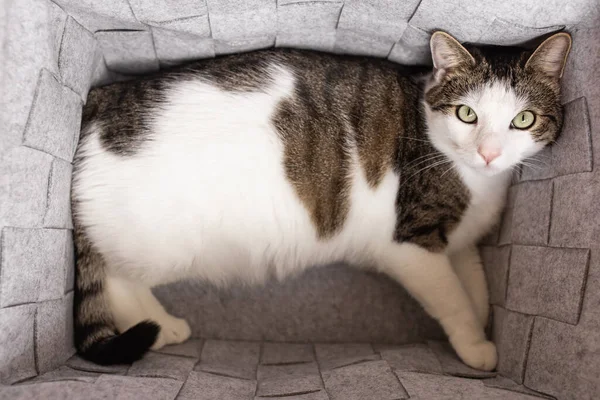 Aranyos Kövér Belföldi Macska Feküdt Hangulatos Szürke Filc Kosár Ősz — Stock Fotó