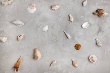 Gri arka planda deniz kabuğu deseni, kopyala uzay. Düz yatış, üst görünüm, sosyal medya kahramanı şablonu. Deniz tatili ve yaz tatili soyut bir geçmiş