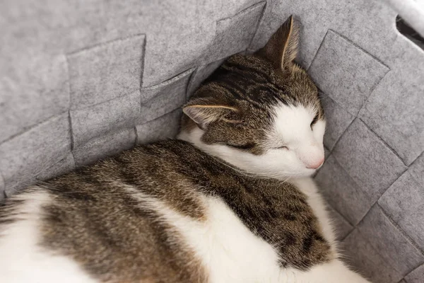 Cute Fat Domestic Cat Sleeps Cozy Gray Felt Storage Basket — стоковое фото