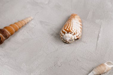 Gri arka planda deniz kabukları, kopyalama alanı. Yakın çekim, kopyalama alanı, sosyal medya kahraman başlık şablonu. Deniz tatili ve yaz tatili soyut bir geçmiş