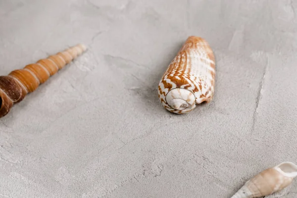 Gri arka planda deniz kabukları, kopyalama alanı. Yakın çekim, kopyalama alanı, sosyal medya kahraman başlık şablonu. Deniz tatili ve yaz tatili soyut bir geçmiş