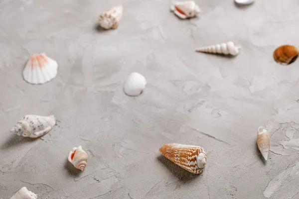 Sea shells pattern on gray background, copy space. Flat lay, top view, social media hero header template. Sea vacation and summer holidays abstract background