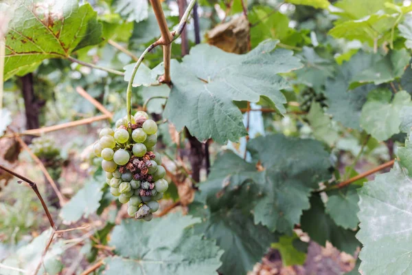 White Ripe Partially Dried Grapes Leaves Vineyard Fall Season Harvest — Fotografia de Stock