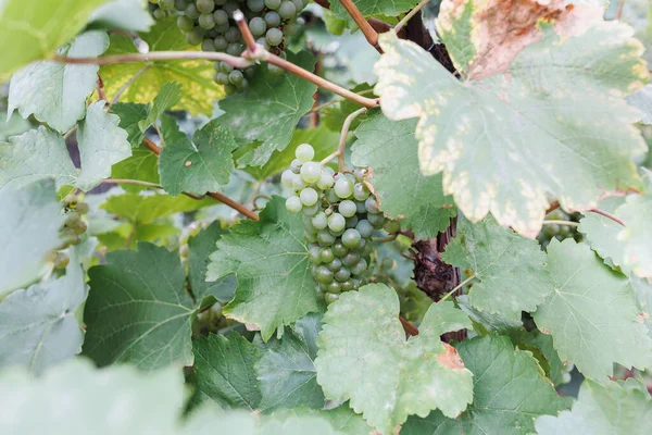 Uvas Brancas Maduras Vinha Outono Dia Ensolarado Hora Colheita Foco — Fotografia de Stock