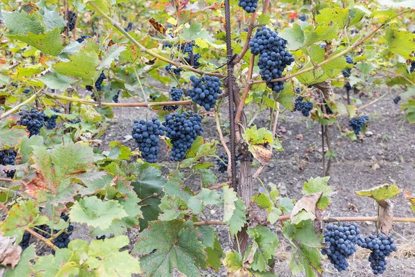 Blueripe Partially Dried Grapes Leaves Vineyard Fall Season Harvest Time — Stok fotoğraf