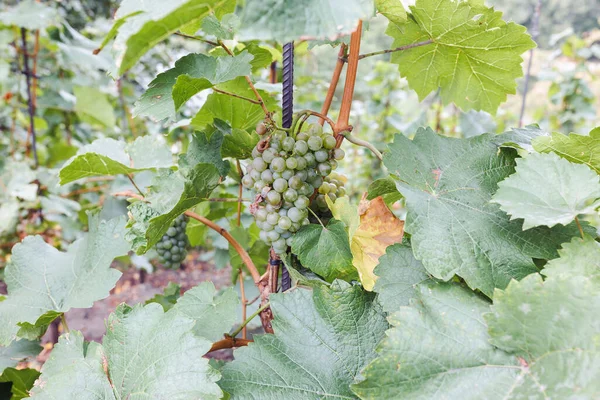 ブドウ畑で白ブドウを熟す 晴れた日 収穫時間 選択的フォーカス コピースペース ワイン造りのコンセプト — ストック写真