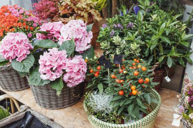 Halloween and Thanksgiving autumn decor red berries and pink hydrangea fall flowers in baskets. Vintage style. Selective focus, holiday concept