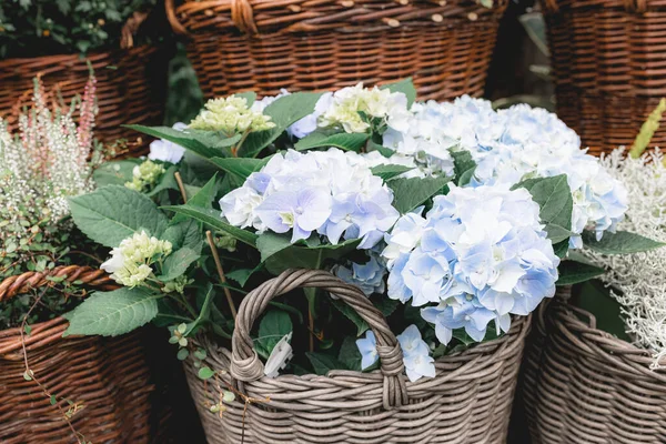 Blue Hydrangea Other Autumn Flowers Pots Flower Shop Halloween Thanksgiving — Stock Fotó