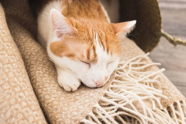 Cute Young Domestic Bicolor Orange White Cat Sleeping Blanket Basket — Stockfoto