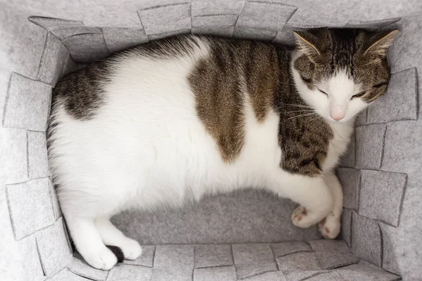 Cute fat domestic cat sleeps in cozy gray felt storage basket, fall or winter time. Top view, selective focus