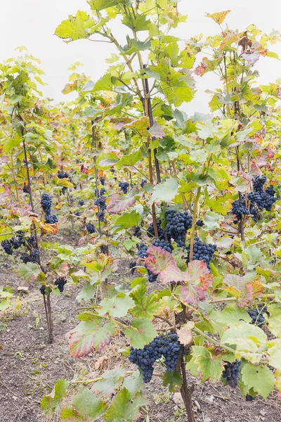 Blue Ripe Partially Dried Grapes Leaves Vineyard Fall Season Harvest — Fotografia de Stock