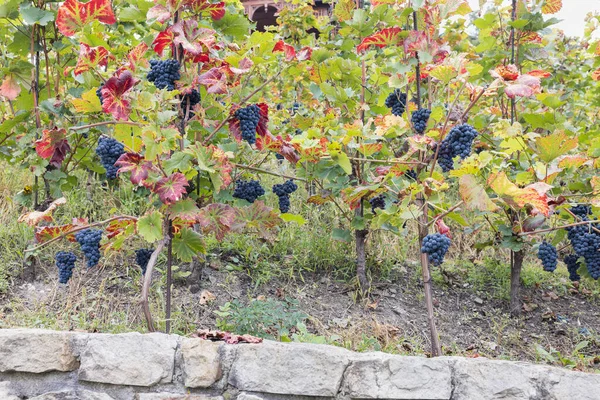 Blue Ripe Partially Dried Grapes Leaves Vineyard Fall Season Harvest — Fotografia de Stock