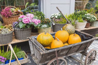 Çiçekçinin önündeki kabak arabası. Cadılar Bayramı ve Şükran Günü sonbahar süslemeleri moda rattan sepetlerinde çiçekler