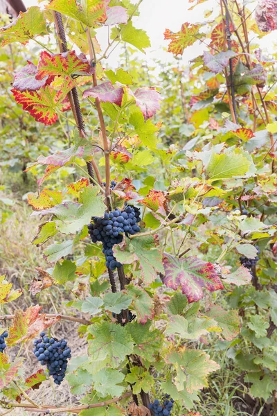 Blue Ripe Partially Dried Grapes Leaves Vineyard Fall Season Harvest — Fotografia de Stock