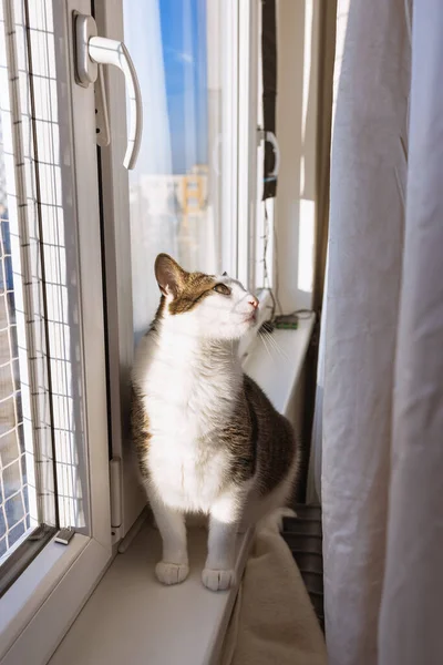 Fat cat sitting on sill behind curtain, window with safety net for cats. Sunny weather, blue sky. Soft focus