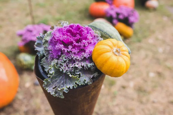 Pumpkins Halloween garden decoration with ornamental cabbage or flowering cale and small pumpkin in park. Close up, selective focus. Halloween and Thanksgiving natural DIY decoration
