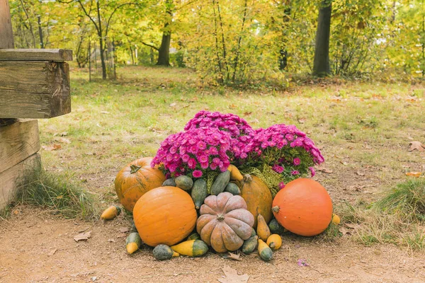 Pumpkins Halloween garden decor with autumn chrysanthemum flowers. Close up, selective focus. Halloween and Thanksgiving natural DIY outdoor decoration for home and celebration concept
