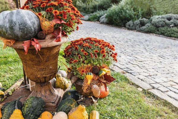 Pumpkins Halloween garden decoration and autumn chrysanthemum flowers in vintage stylish flower pots. Halloween and Thanksgiving natural DIY outdoor decoration for home and celebration concept