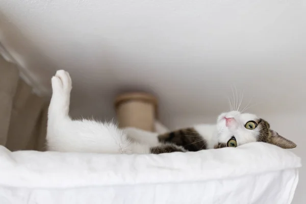 かわいい脂肪の国内猫の幸せを敷設し ハンモックのベッドの中で天井の下に高い大きなサイザルスクラッチポストにリラックスし 好奇心を見下ろしています 猫の傷 クライミングポール 猫は高い場所の概念を愛する — ストック写真