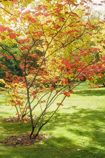 Las Hojas Otoñales Sobre Árbol Joven Parque Colores Amarillo Rojo — Foto de Stock