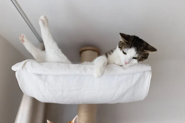 Cute Fat Domestic Cat Laying Happy Relaxed Hammock Bed Big — Stockfoto
