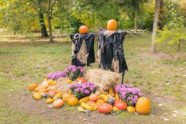 Halloween Witch Scarecrow Pumpkin Head Autumn Outdoor Pumpkins Decoration Yard — Stock Photo, Image