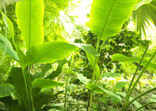 열 대 숲, 나무와 햇빛에 잎 로열티 프리 스톡 이미지