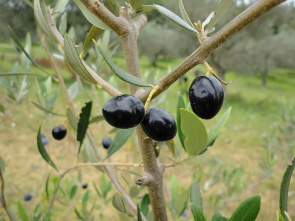 Мягкие оливковые плоды на ветвях Стоковая Картинка