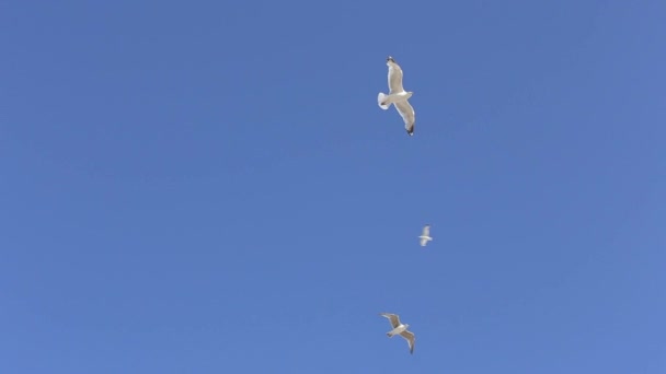 Group of seagulls — Stock Video