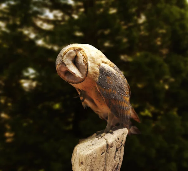 Барна сова на паркані біля лісу — стокове фото