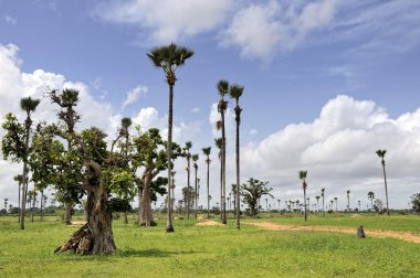 Palmyra avuç içi ve savana samba dia yakın olarak baobabs