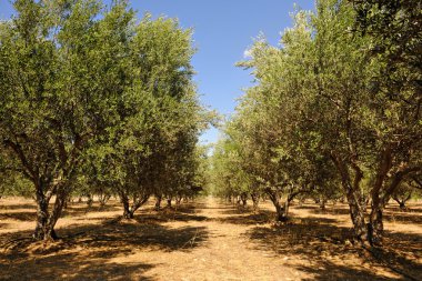 Olive tree orchard near Petrokefali in Crete