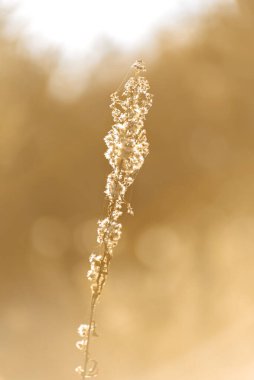 Bulanık arkaplan ve kuru çimenlerde güneş parlıyor.