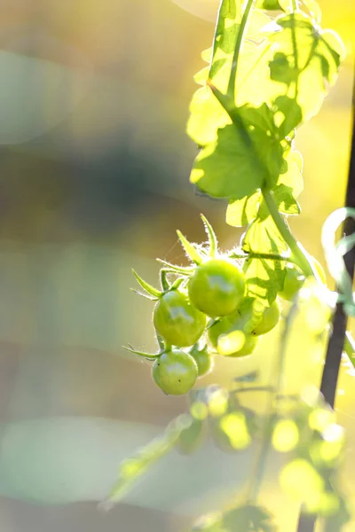 美しいぼやけた背景に緑の小さなトマト — ストック写真
