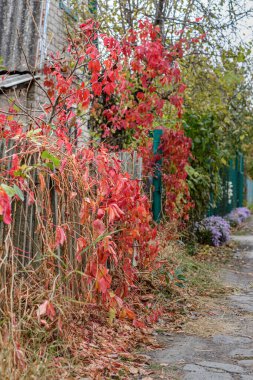 Sonbaharda beş yapraklı liana çiti.