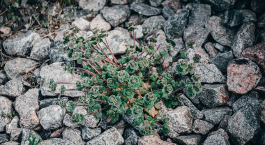 Kayalıklarda yeşil bitkiler..