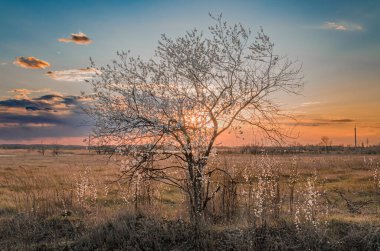 Doğamızda güzel bir günbatımı gökyüzünün zeminine karşı bir ağaç.