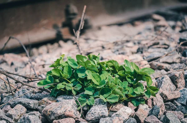 Plantes Vertes Dans Leur Habitat Sur Les Rochers — Photo