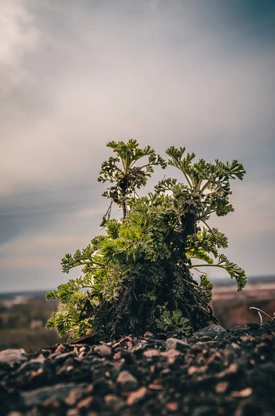 Plantes Vertes Dans Leur Habitat Sur Les Rochers — Photo