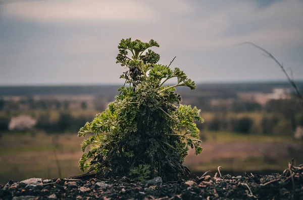 Plantes Vertes Dans Leur Habitat Sur Les Rochers — Photo