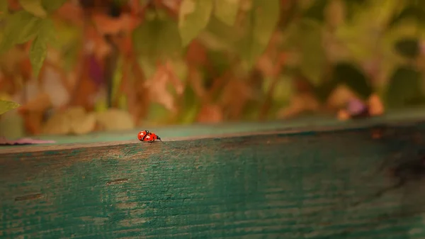 Two Red Ladybugs Travel Wooden Railing Beautiful Background Selective Focus — Stock Photo, Image