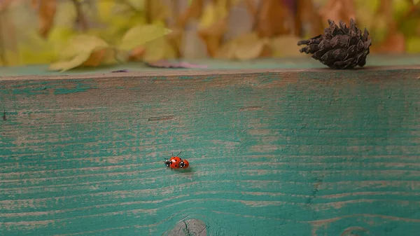 美しい背景を持つ木製の手すりに2つの赤いテントウムシの旅行 選択的焦点 — ストック写真