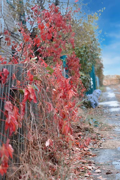 Hedge Liana Five Leaf Maiden Grape Autumn — Foto Stock