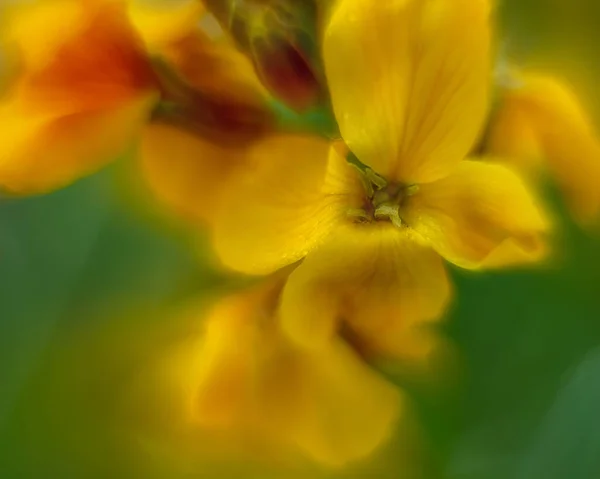 Variety Flowers Plants Swirling Helios Bokeh — Stock Fotó