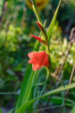Koyu renkli ve ahududu gladioluslu büyük çiçekli pembe gladiolus..